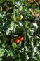 Preview: Tomate "Moneymaker"